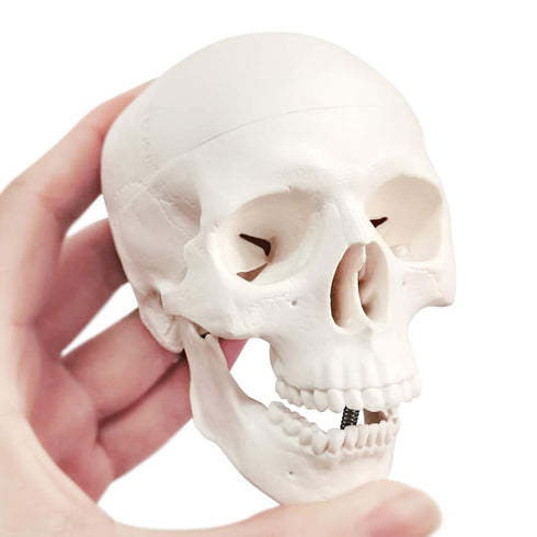 Mini Human Skull Model, 3 Parts Palm-Sized Anatomy Skull with Removable Cap & Full Set Teeth, Fun Halloween Decor