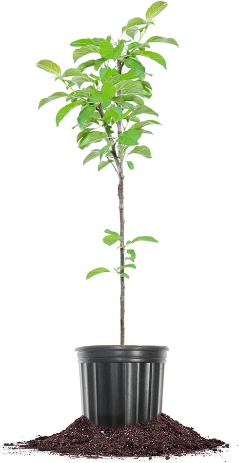 Perfect Plants Golden Delicious Apple Tree 1 Gallon | Live Fruit Trees