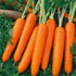 Generic 3000 Scarlet Nantes Carrot Seeds for Planting Organic Heirloom Non-GMO 5+ Grams