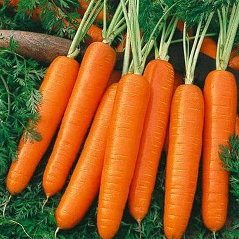 Generic 16,000 28+ Scarlet Nantes Carrot Seeds for Planting Heirloom Non-GMO Grams Garden Vegetable Bulk Survival