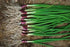 Liliana's Garden Apache Red Bunching Onion Seeds aka Red Scallion or Salad Onion |