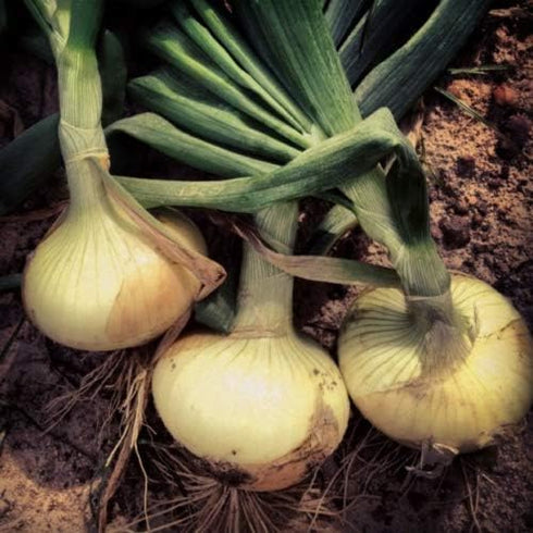 KVITER 110/170 rsc2a1r (200+ Vidalia Sweet Onion Seeds Organic Non-GMO Days Spring/Fall Garden Seeds)