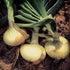KVITER 110/170 rsc2a1r (200+ Vidalia Sweet Onion Seeds Organic Non-GMO Days Spring/Fall Garden Seeds)