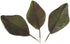 Artificial Magnolia Leaves Pack of 30