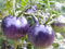 NIKA SEEDS Seeds Tomato Indigo Rose 20 Seeds