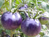 NIKA SEEDS Seeds Tomato Indigo Rose 20 Seeds