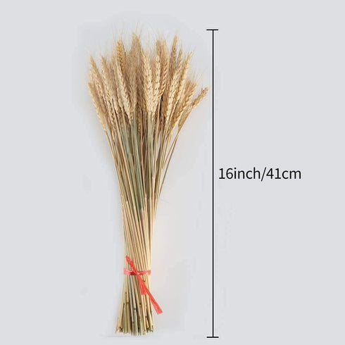 100 Pcs Dried Wheat Sheaves Bundle, Golden Natural Wheat Bouquet for Fall Farmhouse DIY Decor (16")