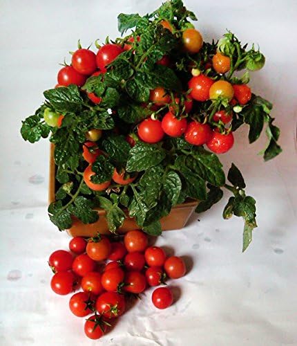 Harley Seeds 30 Dwarf Red Robin Tomato Seeds, Heirloom Non-GMO, Sweet, Low Acid, Determinate, Open-Pollinated