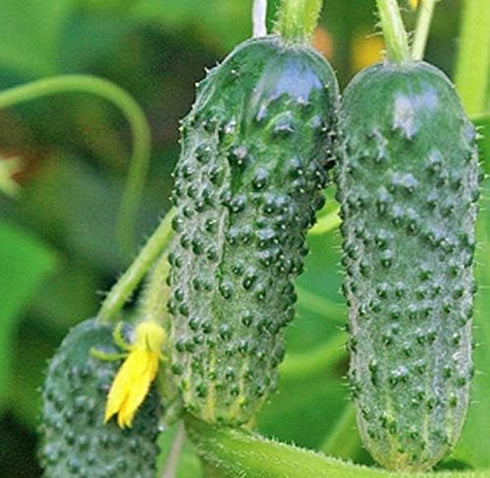 SEEDS4PLANTING F1 45 Seeds Rare Cucumber Titus Days Vine Pickling Vegetable Non GMO