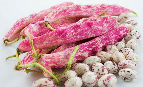 20 Tongue of Fire Bean Seeds - Large Seeds - Bush Bean