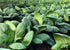 HipGirl Fall/Spring-4000+ Stem,10g) Sow in Bok Choy Seeds for Sprouting,Chinese Cabbage Seed