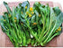 Generic 2000+ Seeds Brassica Juncea Choy Sum Mustard Yu Choy Sum Seeds, USA Chinese Broccoli Scallion Chive Asian