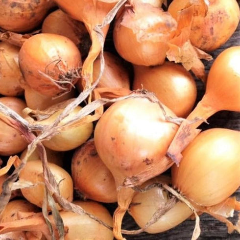 TomorrowSeeds - Super Sweet Candy Onion Sets (Bulbs) Seeds - 1 Pound