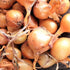 TomorrowSeeds - Super Sweet Candy Onion Sets (Bulbs) Seeds - 1 Pound