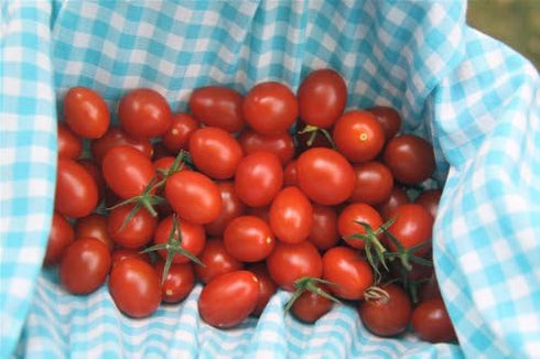 (2) 4" 8" 4" Inch Clovers Garden Grape Tomato Plants Two Live Plants Non-GMO - Not Seeds - Each to Tall in Pots Sweet