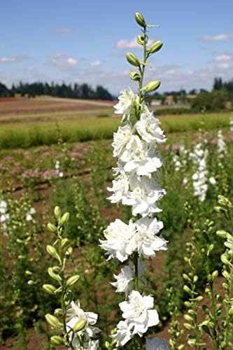 White Larkspur Rocket Flower Seeds for Planting, 250+ Seeds, Non-GMO Heirloom Seeds for Home Garden