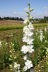 White Larkspur Rocket Flower Seeds for Planting, 250+ Seeds, Non-GMO Heirloom Seeds for Home Garden