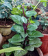 900+ Count 2026 Alba TomorrowSeeds - Red Stem Malabar Spinach Seeds - - for Planting Basella Rubra Ceylon Green