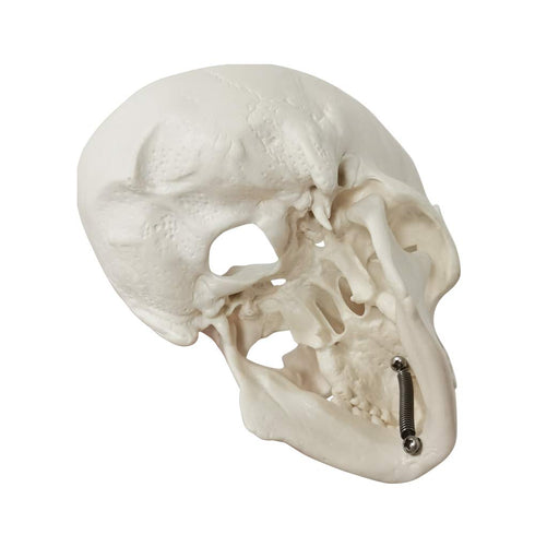 Mini Human Skull Model, 3 Parts Palm-Sized Anatomy Skull with Removable Cap & Full Set Teeth, Fun Halloween Decor