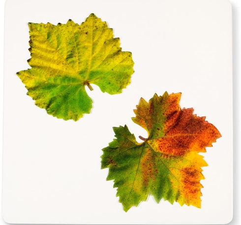 Parchment Paper Leaves for Cheese & Charcuterie Boards, Sisson Distribution (Pack of 20) Grape Variety, Made in USA