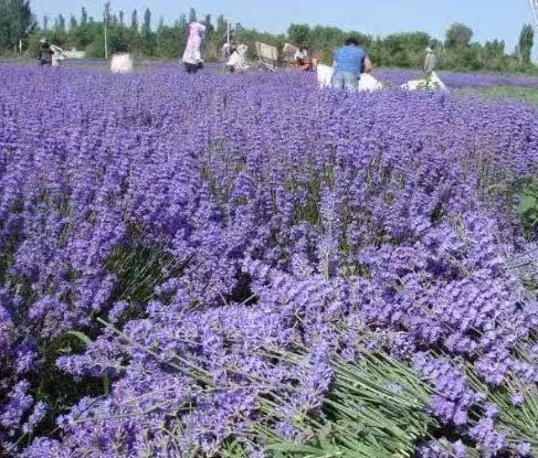 ORUWVWURO 100 (BLUE3.5OZ) Natural Dried Lavender Buds. Cloakroom Deodorant, Handmade Candles. g Dry Lavender Buds Bulk