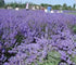 ORUWVWURO 100 (BLUE3.5OZ) Natural Dried Lavender Buds. Cloakroom Deodorant, Handmade Candles. g Dry Lavender Buds Bulk