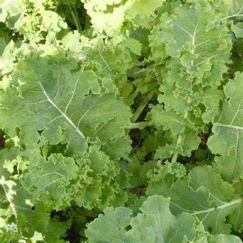 Generic 500 2+ Siberian Kale Seeds for Planting Heirloom Non GMO Grams Garden Vegetable Bulk Survival