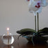 Firefly Fuels Refillable Glass Candle, Liquid Bliss Petite Orb Reusable Oil Candle