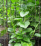 200+ Malabar Spinach Seeds for Planting - Ceylon Spinach Rau Mong TOI