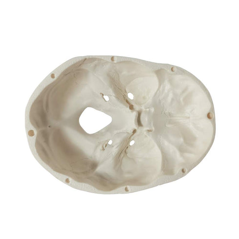 Mini Human Skull Model, 3 Parts Palm-Sized Anatomy Skull with Removable Cap & Full Set Teeth, Fun Halloween Decor