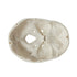 Mini Human Skull Model, 3 Parts Palm-Sized Anatomy Skull with Removable Cap & Full Set Teeth, Fun Halloween Decor