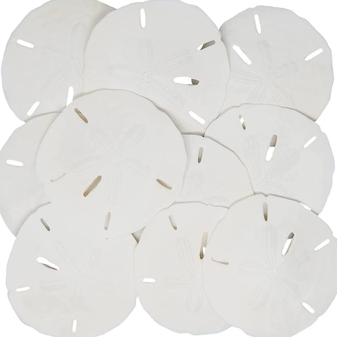 Tumbler Home White Sand Dollars 3" to 3.5" Set of 15 -