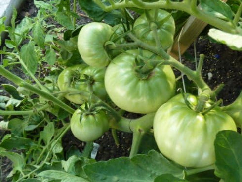(2) 4" 8" 4" Inch Clovers Garden Brandywine Red Tomato Plants Two Live Plants Non-GMO - Not Seeds - Each to Tall