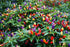 CEMEHA SEEDS Seeds Rare Pepper Ornamental Dwarf Mix Vegetable Indoor Heirloom Organic Non-GMO