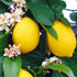 [3 Grow Happy Citrus Limon Trees with Gardenera's Lemon Tree Potting Mix - Perfect for Both Novice and Experienced