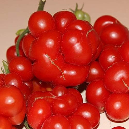Reisetomate 20 Tomato Travel Voyage Seeds for Planting About Seeds