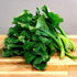 93% Gaea's Blessing Seeds - Gailan Seeds - Non-GMO Seeds with Easy to Follow Planting Instructions - Chinese Broccoli