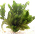 AquaLeaf Aquatics 3 Pond Plants Bundle - Water Lettuce, Water Hyancinth and Hornwort