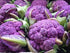 NIKA SEEDS 100 Seeds Vegetable Cauliflower Purple Cabbage - Seeds