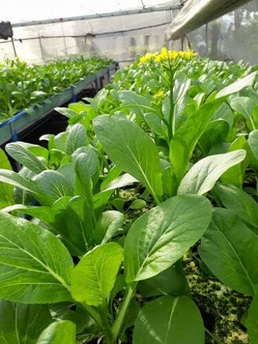 Generic 2000+ Seeds Brassica Juncea Choy Sum Mustard Yu Choy Sum Seeds, USA Chinese Broccoli Scallion Chive Asian