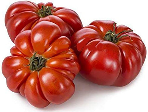 Constoluto Tomato Seeds - Large Ribbed Tomato - One of the Most