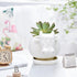 White Cow Ceramic Succulent Planter with Drainage Tray, Indoor Cow Stuff Pen Pencil Brush Holder Decor