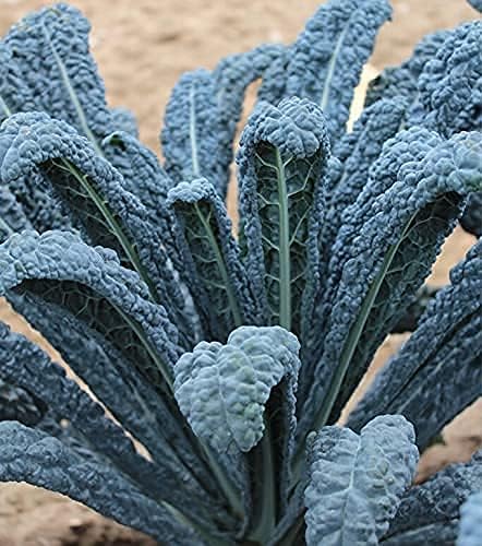 Sunutri Seeds 1000+ Kale Seeds Collection, Heirloom, Non-GMO Seeds - Black Tuscan, Red Russian, Blue Scotch, Dwarf