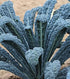 Sunutri Seeds 1000+ Kale Seeds Collection, Heirloom, Non-GMO Seeds - Black Tuscan, Red Russian, Blue Scotch, Dwarf