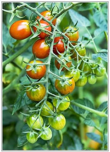 (2) 4" 8" 4" Inch Clovers Garden Grape Tomato Plants Two Live Plants Non-GMO - Not Seeds - Each to Tall in Pots Sweet