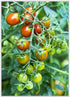 (2) 4" 8" 4" Inch Clovers Garden Grape Tomato Plants Two Live Plants Non-GMO - Not Seeds - Each to Tall in Pots Sweet