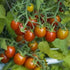 (2) 4" 8" 4" Inch Clovers Garden Grape Tomato Plants Two Live Plants Non-GMO - Not Seeds - Each to Tall in Pots Sweet