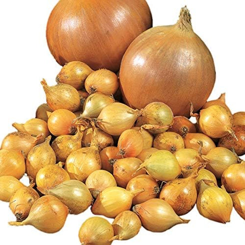Park Seed Candy Hybrid Onion Seeds Day-Neutral Yellow Variety, Early and Flavorful