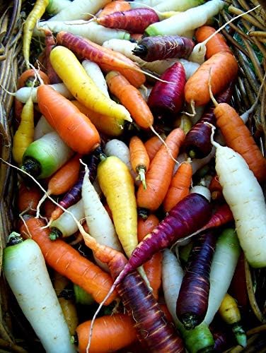 6 80 Carrot Mix of Colorful Varieties About Seeds for Planting