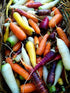 6 80 Carrot Mix of Colorful Varieties About Seeds for Planting